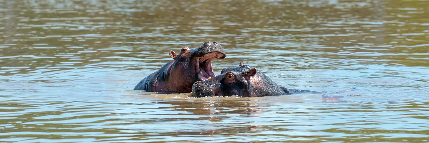 hippo-family-river 1.webp